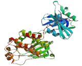 FYN Oncogene Related To SRC/FGR/YES (FYN)