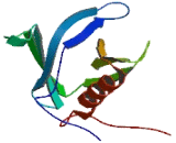 FYVE, RhoGEF And PH Domain Containing protein 2 (FGD2)