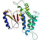 Family With Sequence Similarity 105, Member A (FAM105A)