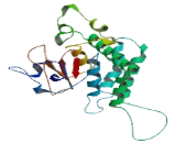 OTU Domain Containing Deubiquitinase With Linear Linkage Specificity (OTULIN)