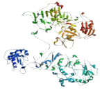 APC Membrane Recruitment Protein 1 (AMER1)