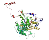 APC Membrane Recruitment Protein 3 (AMER3)