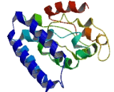 Family With Sequence Similarity 134, Member C (FAM134C)