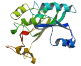 Family With Sequence Similarity 135, Member B (FAM135B)