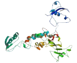 Family With Sequence Similarity 154, Member A (FAM154A)