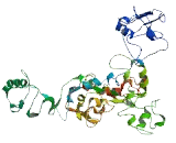 Family With Sequence Similarity 171, Member B (FAM171B)