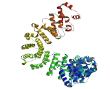 Family With Sequence Similarity 179, Member A (FAM179A)