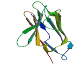 Family With Sequence Similarity 187, Member A (FAM187A)