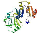 Glutamate Rich Protein 6 (ERICH6)