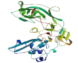 Family With Sequence Similarity 46, Member B (FAM46B)