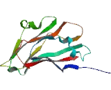 Family With Sequence Similarity 47, Member B (FAM47B)