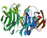 Family With Sequence Similarity 47, Member C (FAM47C)