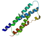 Family With Sequence Similarity 48, Member A (FAM48A)