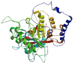 Family With Sequence Similarity 55, Member A (FAM55A)