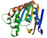 Family With Sequence Similarity 83, Member G (FAM83G)