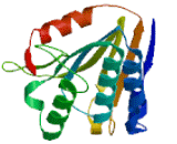 Family With Sequence Similarity 83, Member H (FAM83H)