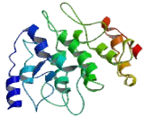 Fanconi Anemia Complementation Group C (FANCC)