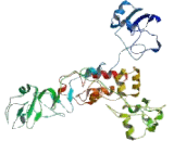 Fanconi Anemia Complementation Group D2 (FANCD2)