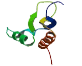 Far Upstream Element Binding Protein 1 (FUBP1)