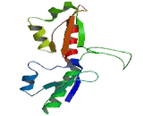 Far Upstream Element Binding Protein 2 (FUBP2)