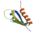 Far Upstream Element Binding Protein 3 (FUBP3)