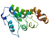 Fas Apoptotic Inhibitory Molecule 2 (FAIM2)