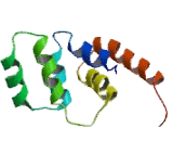 Fas Associating Death Domain Containing Protein (FADD)