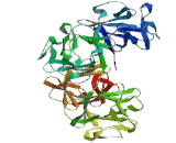 Fascin (FSCN)