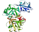 Fascin 2 (FSCN2)