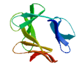 Fascin 3 (FSCN3)