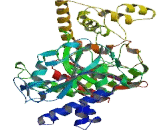 Fatty Acid Amide Hydrolase 2 (FAAH2)