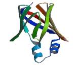 Fatty Acid Binding Protein 10, Liver (FABP10)