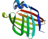 Fatty Acid Binding Protein 2, Intestinal (FABP2)