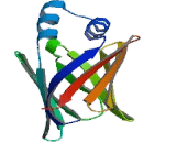 Fatty Acid Binding Protein 9, Testis (FABP9)