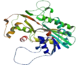 Fatty Acyl Coenzyme A Reductase 1 (FAR1)