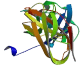 Fc Fragment Of IgA Receptor (FcaR)