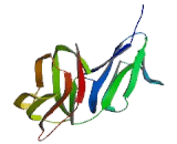 Fc Fragment Of IgG Low Affinity IIIa Receptor (FcgR3A)