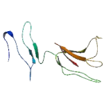 Fc Receptor Like Protein 1 (FCRL1)