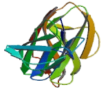 Fc Receptor Like Protein 3 (FCRL3)