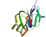 Fc Receptor Like Protein 5 (FCRL5)