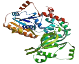 Ferredoxin Reductase (FDXR)