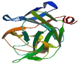 Ferric Chelate Reductase 1 (FRRS1)