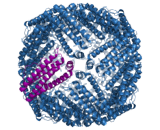 Ferritin (FE)