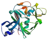 Fibrinogen C Domain Containing Protein 1 (FIBCD1)