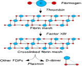 Fibrinogen Degradation Product (FDP)