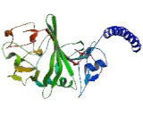 Fibrinogen Gamma (FGg)