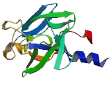 Fibroblast Growth Factor 16 (FGF16)