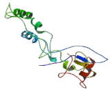 Fibroblast Growth Factor Binding Protein 1 (FGFBP1)