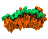 Fibronectin Binding Protein A (FnBPA)