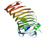 Fibronectin Leucine Rich Transmembrane Protein 2 (FLRT2)